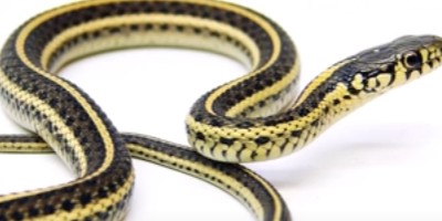 Colorado Springs snake